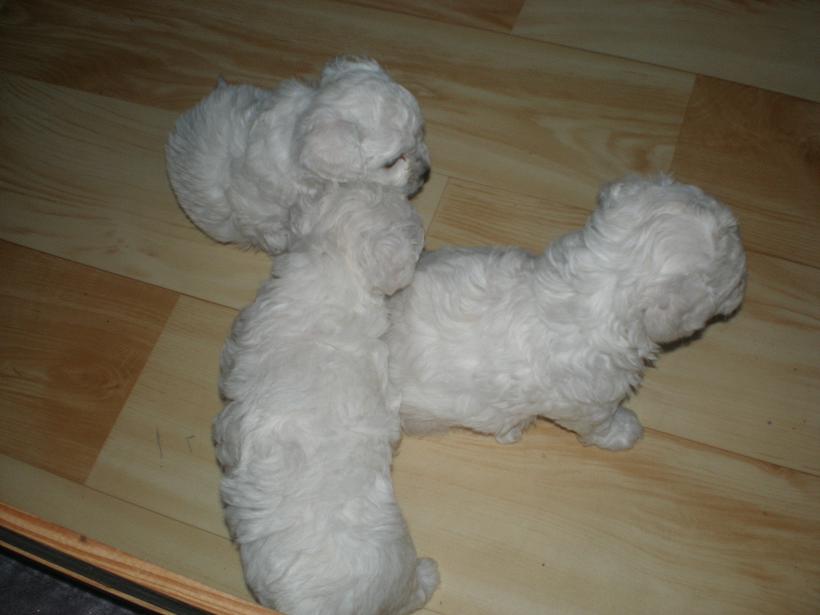 spolu.JPG